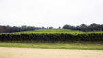 01 - Les vignes d'Armagnac