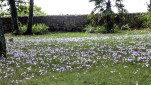 05 - Champ de crocus