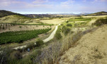 04 - Commencement des vignes de la Roja