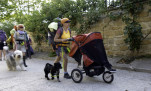 11 - Tout cela pour 3 chiens