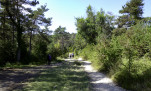 09 - Forêt de type méditerranéenne