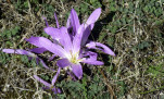 08 - Crocus