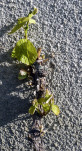 06 - La vigne