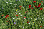18 - Coquelicots