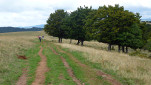 35 - Dans les parc à vaches