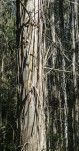 23 - Eucalyptus