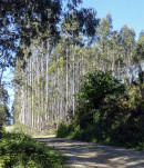 20 - Eucalyptus
