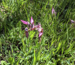 53 - Type d'orchidée