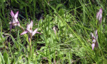 51 - Type d'orchidée