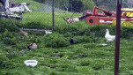 32 - Poules et lapins