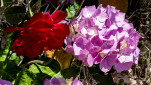 23 - Fleurs