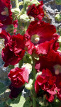14 - Roses tremières