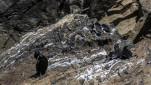 56 - Pingouin et cormorans