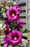 23 - Essais sur roses trémières