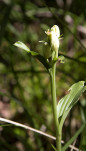 c5h25466
