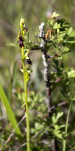 c5h25426