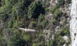c5h44889