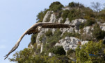 Vautour dans les gorges du Verdon - 3