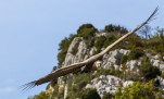 Vautour dans les gorges du Verdon - 4
