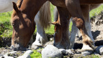06 - C'est l'heure de l'abreuvoir