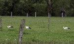 c5h46078