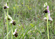 19 - Orchidées meusiennes - 16 mai 2021