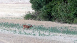 13 - L'herbe est toujours meilleure plus loin