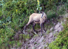02 - Chamois au Honneck