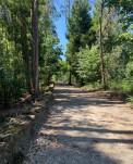 08 - Les premiers eucalyptus