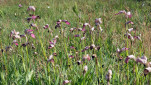 04 - Fleurs sauvages