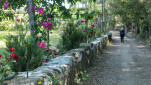 25 - Chemin bordé de haies de fleurs