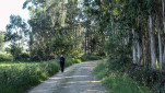 14 - Les forêts de palétuviers