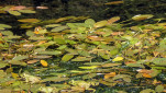 28 - Cause du tintamarre