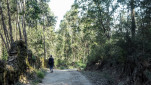 08 - Forêts d'eucalyptus
