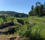 01 - Les vignes