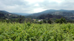 15 - Le chemin suit cette vallée