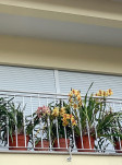 01 - Le balcon aux orchidées