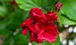 20 - Fleur en plein hiver.