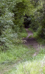 01 - Entrée en forêt