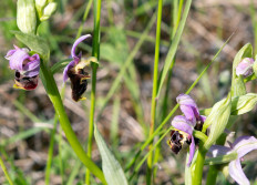 29 - Orchidées à Domgermain - 14 mai 2023