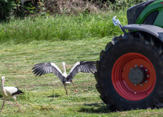 1 - Chasse aux cigognes