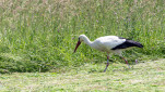 24 - BVXA en chasse.