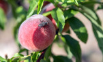 14 - Quelques fruits