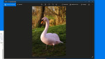 0412 - Post traiter : le Cygne Rose