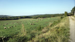 06 - Paysage bucolique