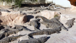 08 - La ferme des Crocodiles. Un gros tas de crocodiles