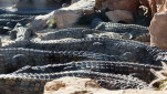 15 - La ferme des Crocodiles. Un tas de valises