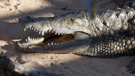 17 - La ferme des Crocodiles. Il baille