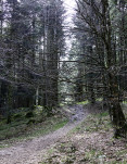 c5h55659