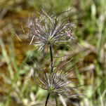 c5h55730